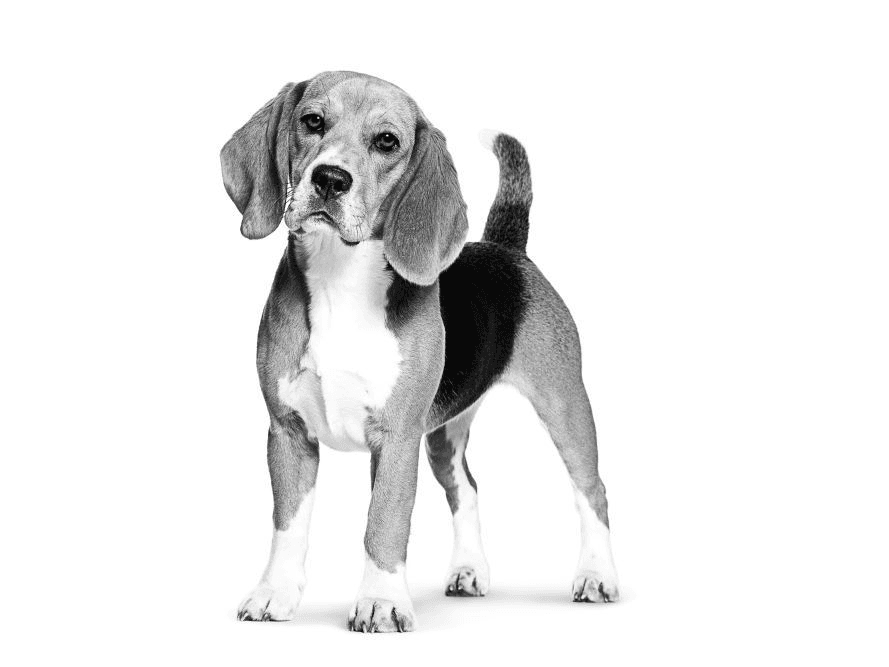 Beagle Adult Dry Dog Food