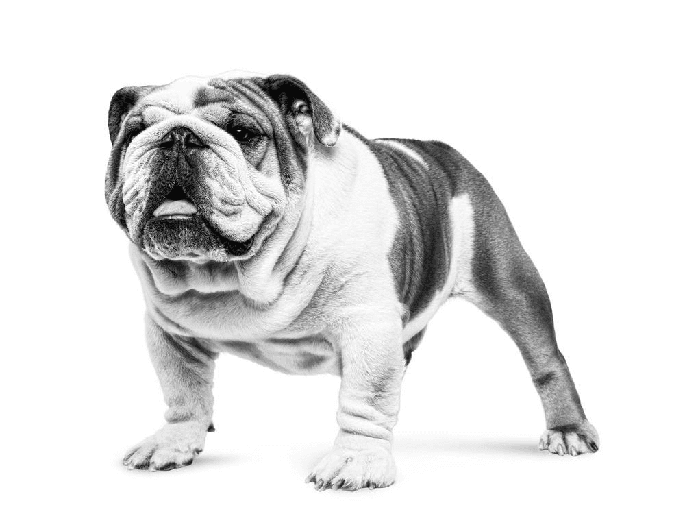 Bulldog Adult Dry Dog Food