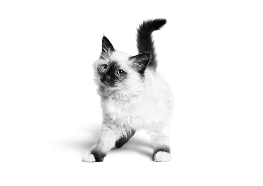 Kitten Dry Cat Food
