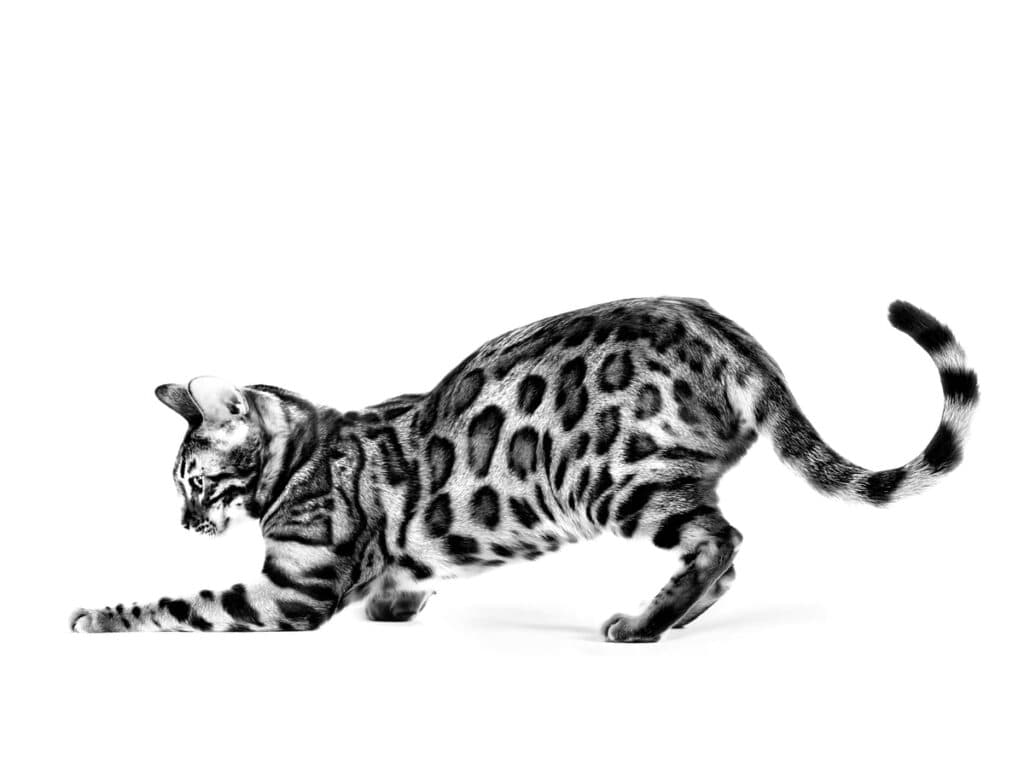 Bengal Adult Dry Cat Food