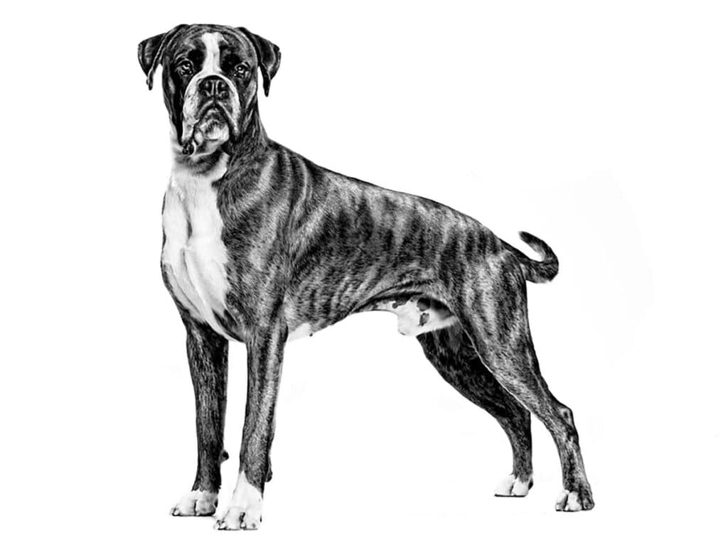 Boxer Adult Dry Dog Food