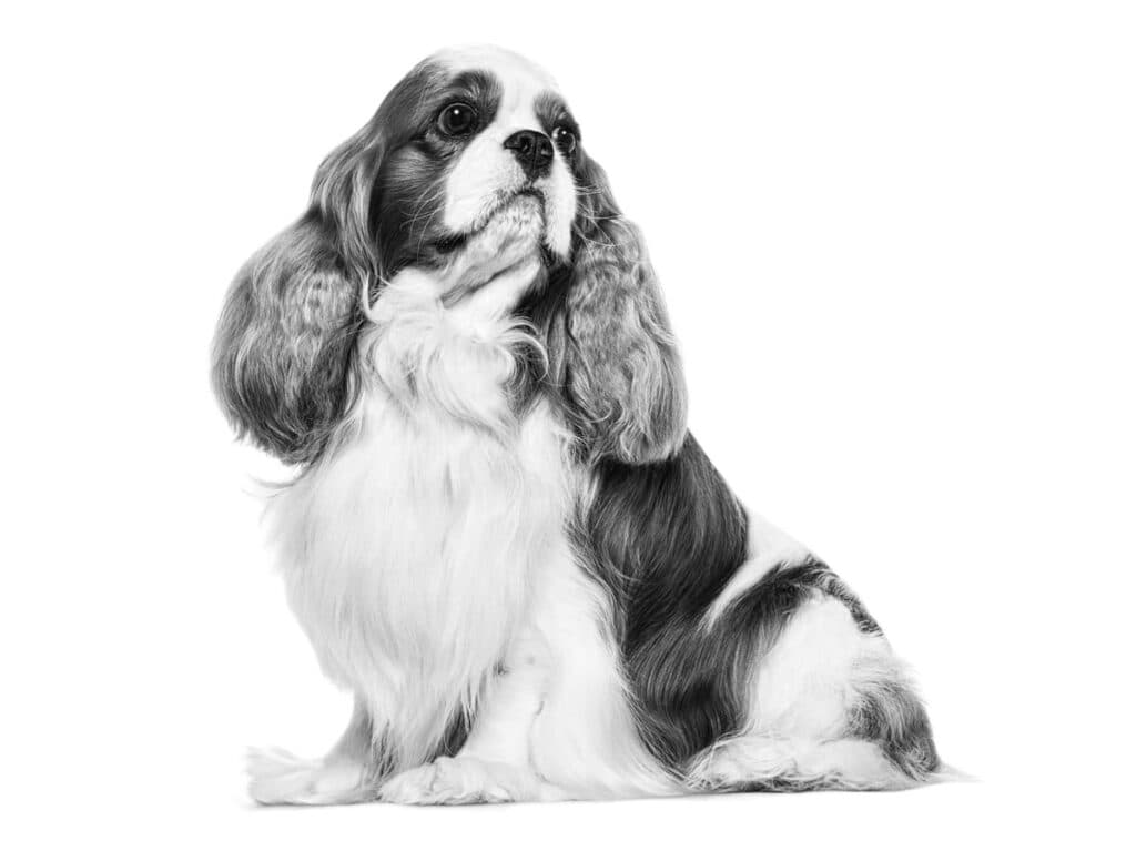 Cavalier King Charles Adult Dry Dog Food