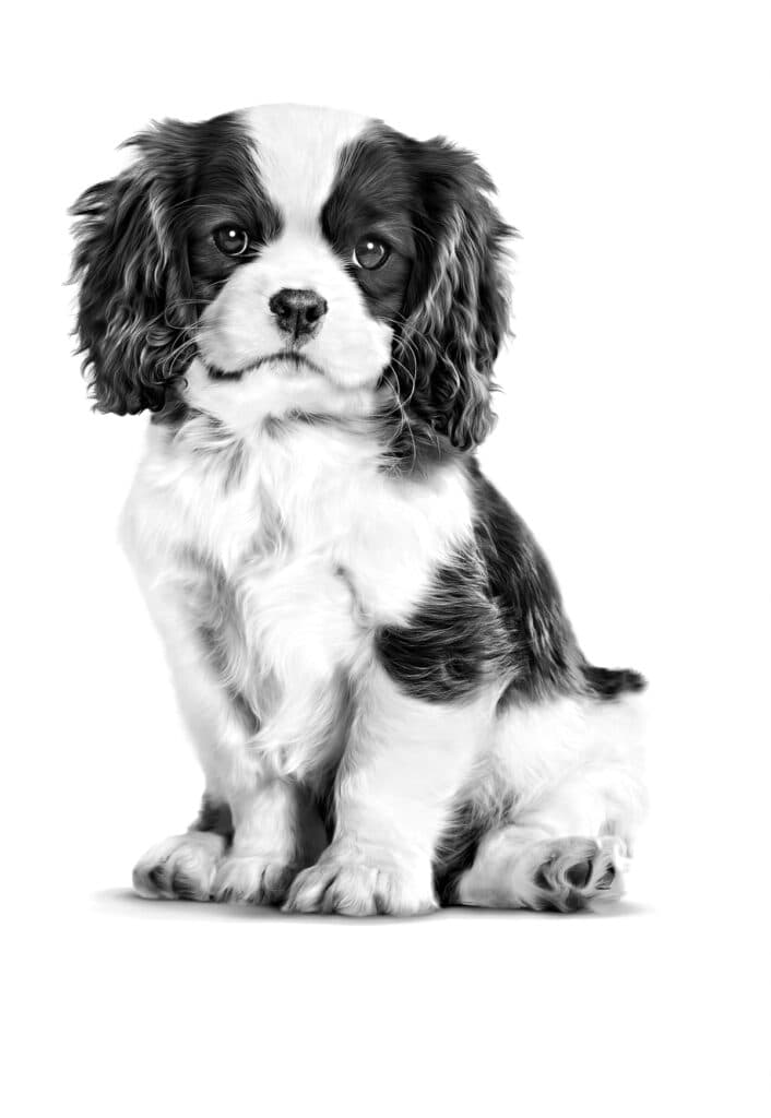 Cavalier King Charles Puppy Dry Dog Food
