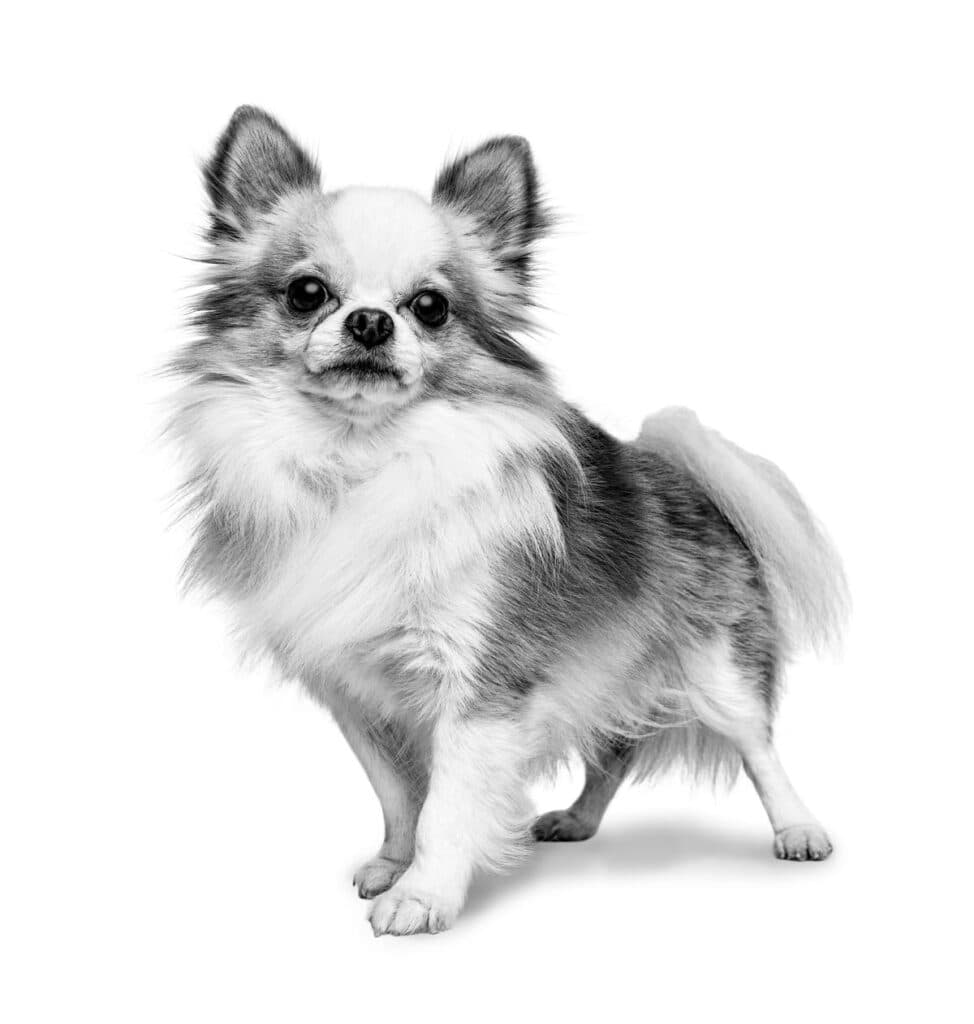 Chihuahua Adult Dry Dog Food
