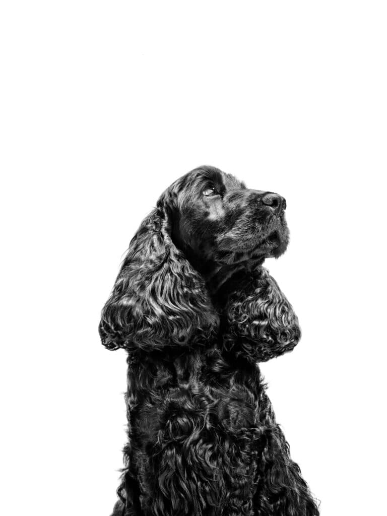 Cocker Spaniel Adult Dry Dog Food