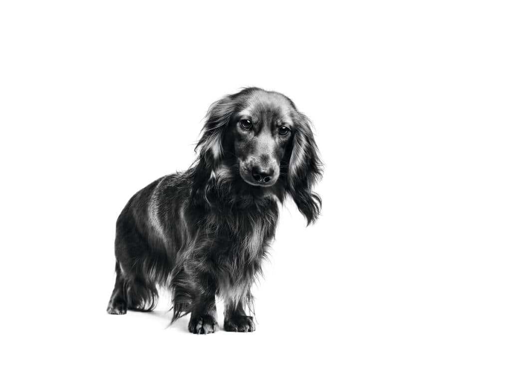 Dachshund Adult Dry Dog Food