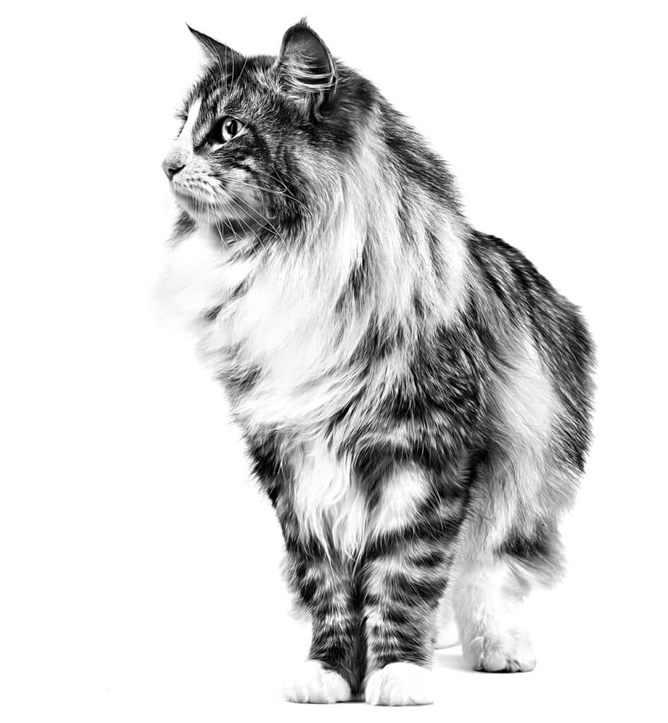 Fit And Active Dry Cat Food