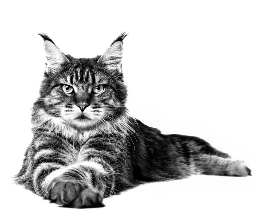 Maine Coon Adult Dry Cat Food
