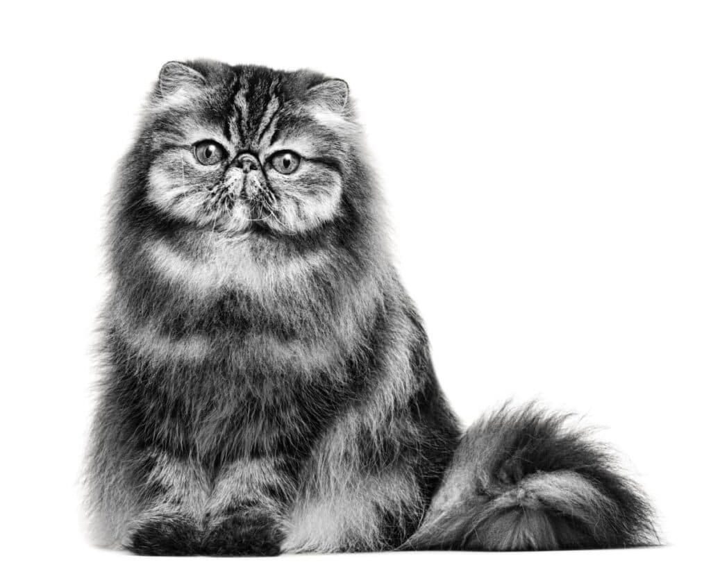 Persian Adult Dry Cat Food