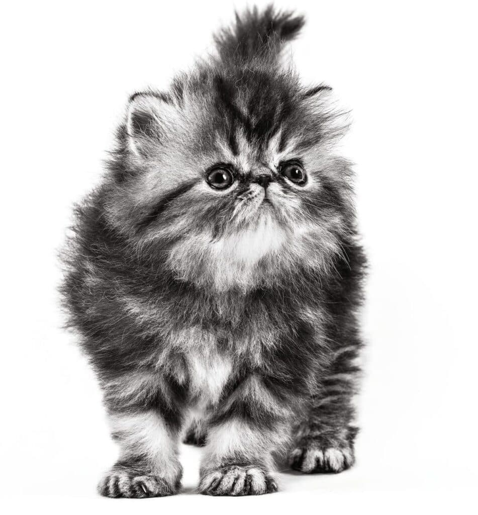 Persian Kitten Dry Cat Food