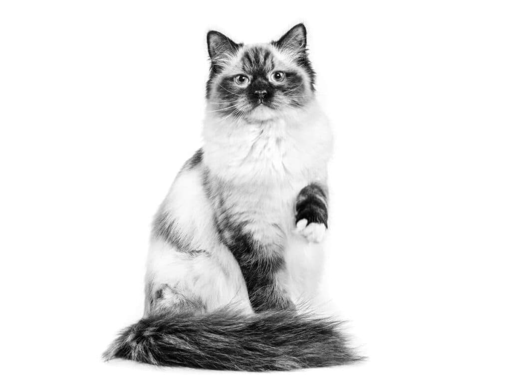 Ragdoll Adult Dry Cat Food